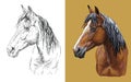 Vector illustration portrait of young bay horse Royalty Free Stock Photo