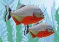 Vector illustration of predatory fish, piranha.