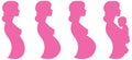 Vector illustration of pregnant female silhouettes and baby. Female body and changes during pregnancy