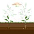 Vector illustration of proper planting. Spacing between plants. Planting distances guide. Optimal distance planting