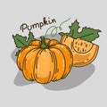 Vector illustration with a pumpkin. The concept of harvest. The decor menu. Objects are isolated Royalty Free Stock Photo