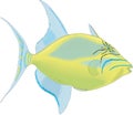 Queen Triggerfish Illustration