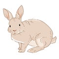 Vector illustration of rabbit on white background. Drawn bunny in color. Animal clipart drawn by hand