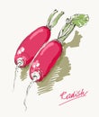 Vector illustration of radish