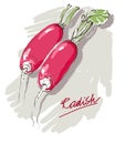 Vector illustration of radish