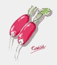 Vector illustration of radish