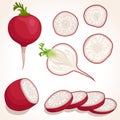 Vector illustration of radish.