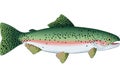 Rainbow Trout Illustration Royalty Free Stock Photo