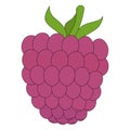Vector illustration of raspberry. Berry in cartoon style isolated on white