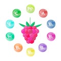 Vector illustration. Raspberry. Forest, garden berries. vitamins