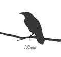 Raven sitting on branch on white background. Silhouette of bird