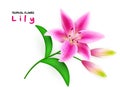 Vector illustration of realistic blooming lily flower branch with leaves Royalty Free Stock Photo