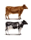 Vector illustration of realistic brown and black and white spotted cows, domestic or farm animal, side view