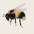 Realistic bumblebee illustration