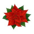 Vector illustration of realistic christmas red poinsettia flower Royalty Free Stock Photo