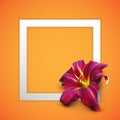 Vector illustration of realistic lily flower Royalty Free Stock Photo