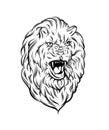 Vector illustration of realistic lion made in hand sketched style.