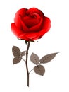 Vector illustration of realistic red rose