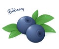 Vector illustration of realistic ripe bilberry with leaves