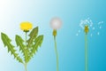 Vector illustration of 3 realistic variety of dandelions - young with fresh yellow flower and green leaves, white fluffy dandelion Royalty Free Stock Photo