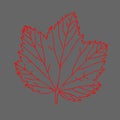 Vector illustration of a red currant leaf isolated on a gray background Royalty Free Stock Photo