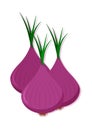 Vector illustration of red onion fresh vegetable. Delicious healthy food