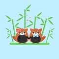 Vector illustration of red panda couple in love with ornate bamboo isolated on blue background. Royalty Free Stock Photo