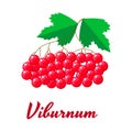 Vector illustration. Red viburnum berries