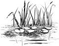 Vector illustration with reed and water lilies in the pond. Royalty Free Stock Photo