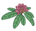 vector illustration of a rhododendron branch with unblown buds and leaves