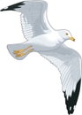 Ring Billed Gull Flying Illustration