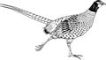 Ring Necked Pheasant Illustration