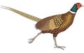 Ring Necked Pheasant Running Illustration