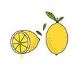 Vector illustration of ripe juicy whole and halved yellow lemon with stem green leaves. Citrus fruits vitamin C immunity boosting