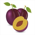 Vector illustration of ripe plums on a white background.