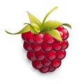Vector illustration of ripe raspberry
