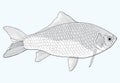 Vector illustration of river fish. Carp. Black and white drawing. Linear Art. Circuit. Isolated object.