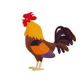 Vector illustration of a rooster in a cartoon style sings. Bright rooster crows as a symbol or mascot for children`s books,