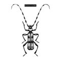 Vector illustration of Rosalia alpina. Hand drawn alpine beetle on white background. Vintage insect drawing.