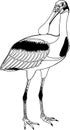 Roseate Spoonbill Illustration