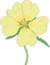 Rough Fluted Cinquefoil Vector Illustration