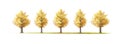 Vector illustration. Rows of golden yellow ginkgo trees