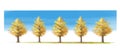 Vector illustration. Rows of golden yellow ginkgo trees