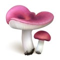 Russula vector mushrooms