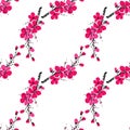 Vector illustration with sakura branch isolated on white background. Spring background. Japanese cherry blossom. Blooming apple fl