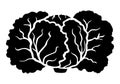 Savoy cabbage silhouette icon