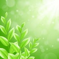 Vector illustration sbackground green tea leaves Royalty Free Stock Photo