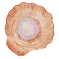 Vector illustration of a scallop shell with a pearl stylized as a watercolor. Orange seashell with nacreous ball inside isolated