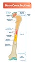 Vector illustration scheme of bone cross section. Diagram with articular cartilage, marrow, medullary cavity and periosteum. Royalty Free Stock Photo