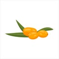 Vector illustration of sea buckthorn isolated on white background